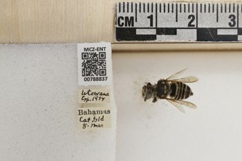 Media type: image;   Entomology 788837 Aspect: Labels